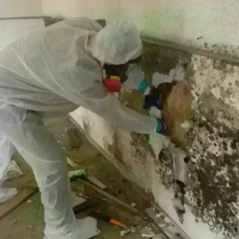 Mold Remediation and Removal in Burkesville, KY